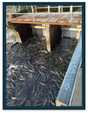 Chum Salmon at Hoodsport Hatchery - hundreds of chum salmon swimming in the water.  Image is taken from above so you can see all of their backs in the water swimming. 